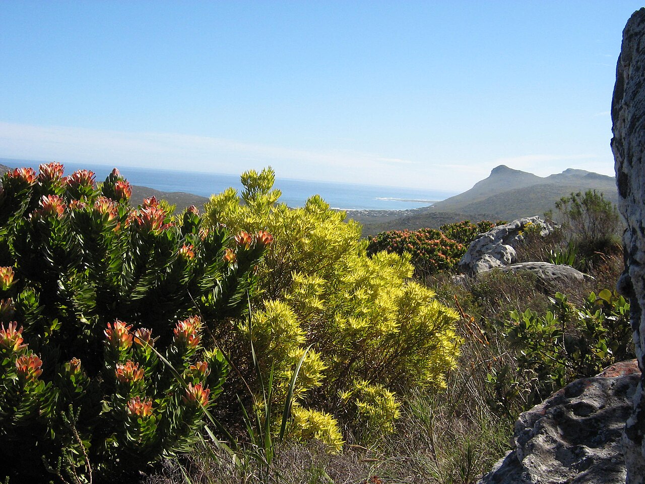 Fynbos de montaña en la Península del Cabo (Sudáfrica)/ S. Molteno (Wikipedia).