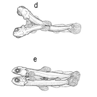 “The Logic of Monsters:” Pere Alberch and the Evolutionary