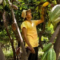 Agricultor piurano revisando la calidad de su cacao orgánico. Foto: CHRISTIAN MARK INGA OSORIO. Concurso Fotografia FONTAGRO 2016