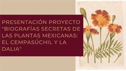 Presentación del proyecto "Biografías secretas de las plantas mexicanas: el cempasúchil y la dalia"